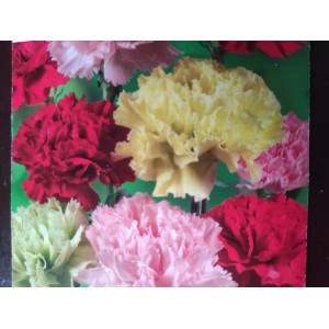 Hvozd&iacute;k karafi&aacute;t Gef&uuml;llte Mix