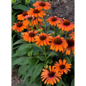 Třapatka nachov&aacute; hybrida Soft Orange F1