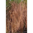 Ostřice chocholat&aacute; Bronco