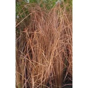 Ostřice chocholat&aacute; Bronco