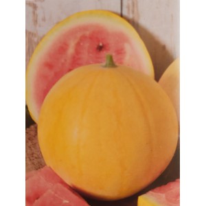 Meloun vodn&iacute; Zloto Wolicy F1