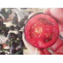 Rajče tyčkov&eacute; Blackball