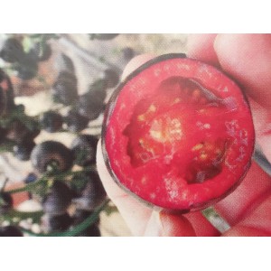 Rajče tyčkov&eacute; Blackball Novinka čern&eacute; plody