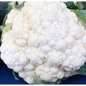 Květ&aacute;k hybridn&iacute; Andromeda F1 Precis