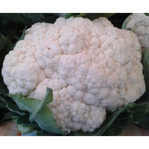 Květ&aacute;k hybridn&iacute; Almagro F1