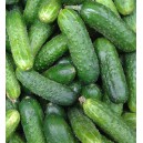 Okurka set&aacute; nakl&aacute;dačka hybridn&iacute; partenokarpick&aacute; hrub&aacute; Ilonara F1