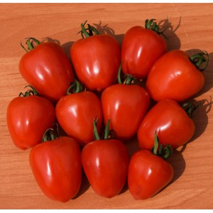 Rajče tyčkov&eacute; hybridn&iacute; Dunistar F1 Novinka