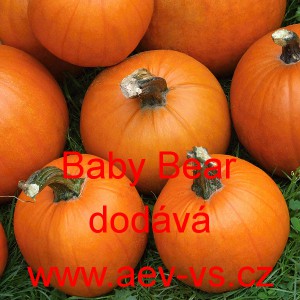 Tykev obecn&aacute; Baby Bear