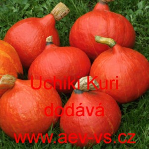 Tykev velkoplod&aacute; Uchiki Kuri