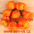 Paprika p&aacute;liv&aacute; aji čil&iacute; Habanero Orange