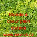 &Scaron;těrb&aacute;k Endivie čekanka kadeřav&aacute; Blonde &aacute; coeur plein