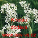 Pažitka č&iacute;nsk&aacute;, česnekov&aacute; Knolau