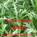 Rukola divok&aacute; přezimuj&iacute;c&iacute; Wilde Rauke