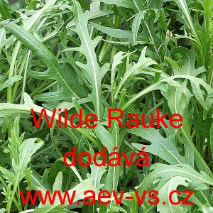 Rukola divok&aacute; přezimuj&iacute;c&iacute; Wilde Rauke