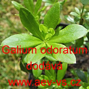 Mařinka vonn&aacute; Gr&uuml;ner Mai