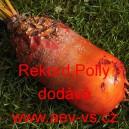 Řepa krmn&aacute; Rekord Polly červen&aacute;