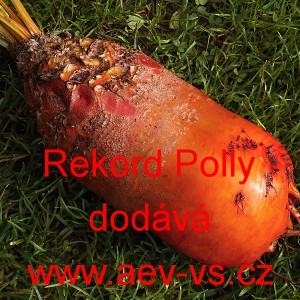Řepa krmn&aacute; Rekord Polly červen&aacute;