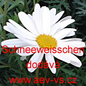 Kopretina lučn&iacute; b&iacute;l&aacute; Schneeweisschen