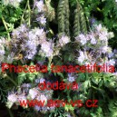 Svazenka vratičolist&aacute; Větrovsk&aacute;