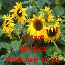 Slunečnice ročn&iacute; Gigant