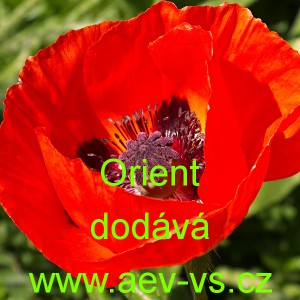 M&aacute;k v&yacute;chodn&iacute; Orient