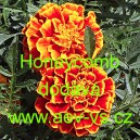 Aksamitn&iacute;k rozkladit&yacute; Honeycomb