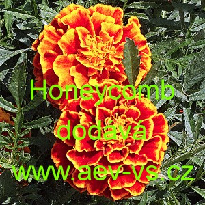 Aksamitn&iacute;k rozkladit&yacute; Honeycomb