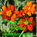 Titonie okrouhlolist&aacute; Fiesta del Sol