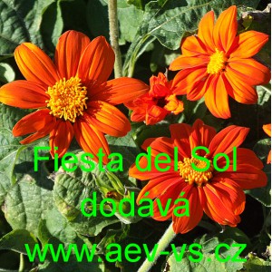 Titonie okrouhlolist&aacute; Fiesta del Sol