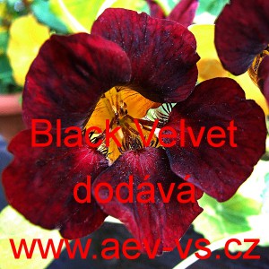 Lichořeři&scaron;nice men&scaron;&iacute;, peru&aacute;nsk&aacute; Black Velvet