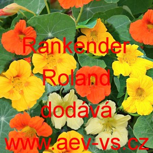 Lichořeři&scaron;nice vět&scaron;&iacute;, kapuc&iacute;nka Rankender Roland 