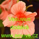 Lichořeři&scaron;nice men&scaron;&iacute;, peru&aacute;nsk&aacute; Vesuvius