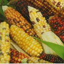 Kukuřice okrasn&aacute; Ziermais Amero