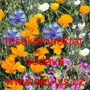 Směs jednolet&yacute;ch květin Insektennektar