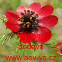 Hlav&aacute;ček letn&iacute; Marleen