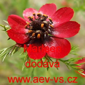 Hlav&aacute;ček letn&iacute; Marleen