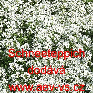 Tařice př&iacute;mořsk&aacute;, laločnice Schneeteppich