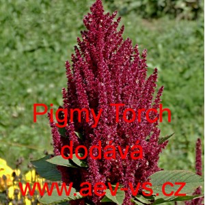 Laskavec rozkladit&yacute;, latnat&yacute; Pygmy Torch