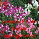 Hled&iacute;k vět&scaron;&iacute; Lampion F1 Mix