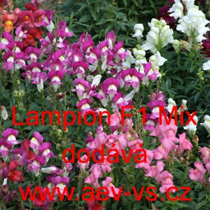 Hled&iacute;k vět&scaron;&iacute; Lampion F1 Mix