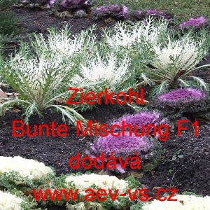 Okrasn&yacute; kadeř&aacute;vek, zel&iacute;, brukev zeln&aacute; Zierkohl F1 Bunte Mischung 