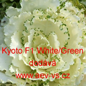 Okrasn&eacute; zel&iacute;, brukev zeln&aacute; Kyoto F1 White/Green Curled Leaf