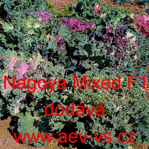Okrasn&yacute; kadeř&aacute;vek, brukev zeln&aacute; Nagoya F1 Mixed