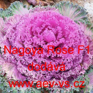 Okrasn&yacute; kadeř&aacute;vek, brukev zeln&aacute; Nagoya F1 Rose