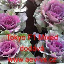 Okrasn&eacute; zel&iacute;, brukev zeln&aacute; Tokyo Mixed F1