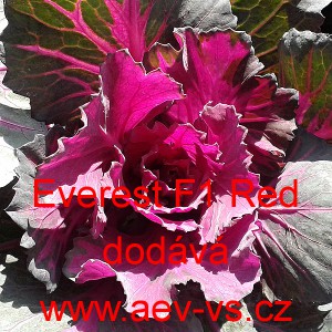 Okrasn&eacute; zel&iacute;, brukev zeln&aacute; Everest F1 Red 