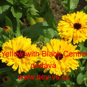 Měs&iacute;ček l&eacute;kařsk&yacute; Yellow with Black Centre