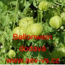 Srdcovnice nadmut&aacute; Ballonwein