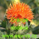 Světlice barv&iacute;řsk&aacute; Orange