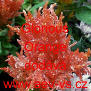 Nevadlec stř&iacute;brn&yacute; latnat&yacute; Glorious Orange